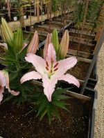 [4228 Sunny Bonaire No01.JPG]